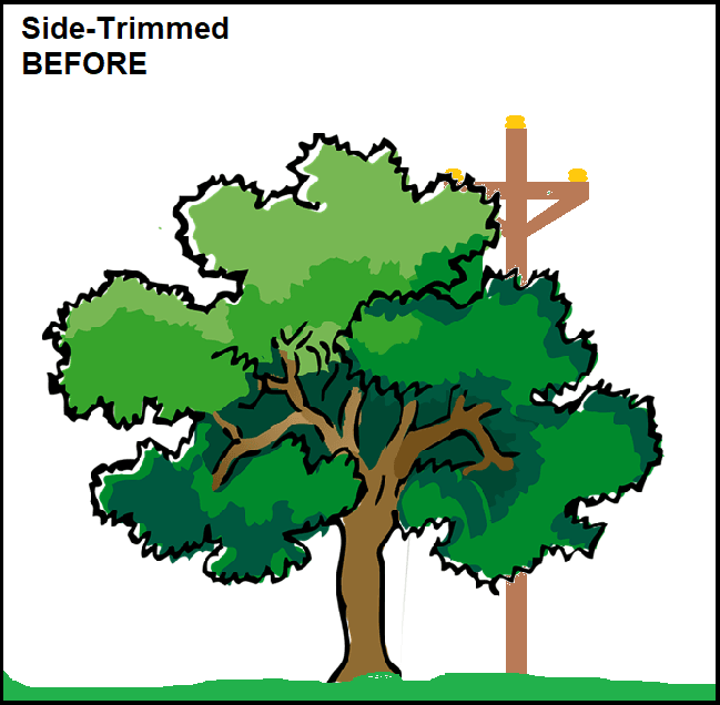 Distribution lines run through the side of the tree branches from the utility pole.