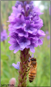 Honeybee on a Purple Wildflower